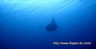 MANTA-001.JPG