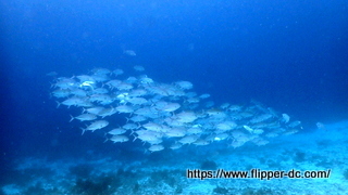 P1020341-001.JPG